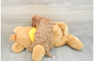 Best Cavapoo Baby