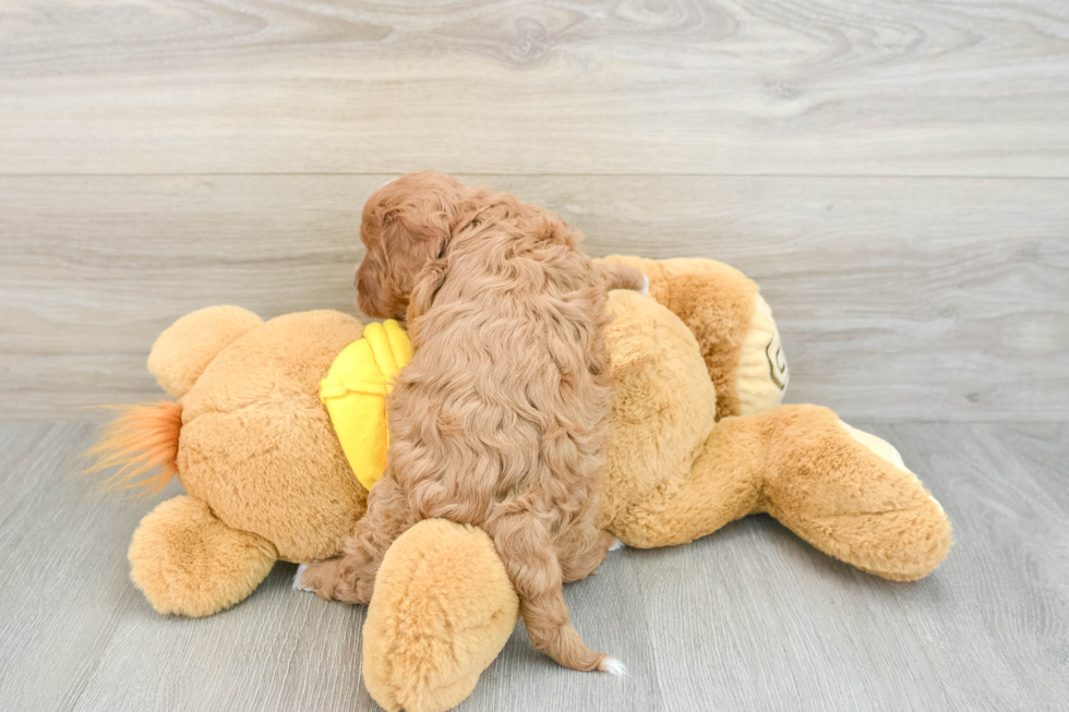 Best Cavapoo Baby