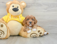7 week old Cavapoo Puppy For Sale - Lone Star Pups