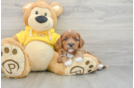 Funny Cavapoo Poodle Mix Pup