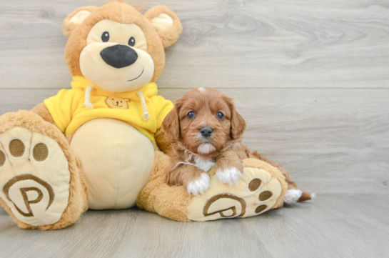 Funny Cavapoo Poodle Mix Pup