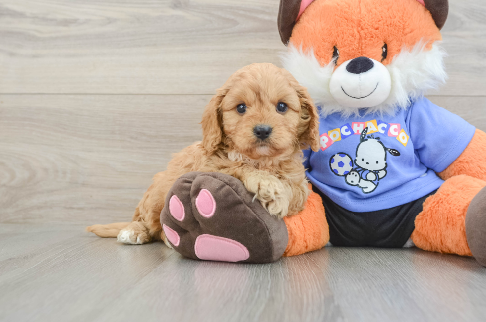 6 week old Cavapoo Puppy For Sale - Lone Star Pups