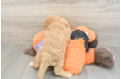 Cavapoo Puppy for Adoption