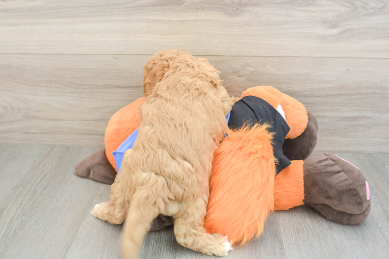 Meet Goody Boy - our Cavapoo Puppy Photo 2/3 - Lone Star Pups