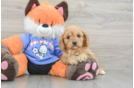 Energetic Cavoodle Poodle Mix Puppy