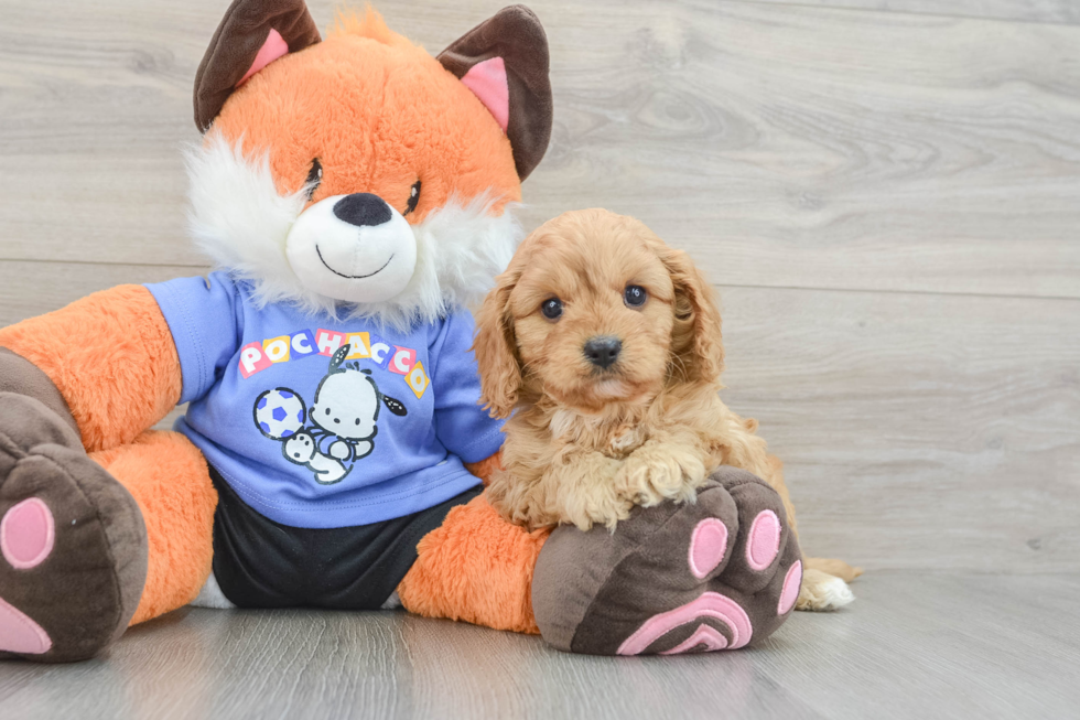 Energetic Cavoodle Poodle Mix Puppy