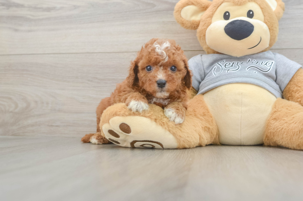 5 week old Cavapoo Puppy For Sale - Lone Star Pups