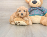 9 week old Cavapoo Puppy For Sale - Lone Star Pups