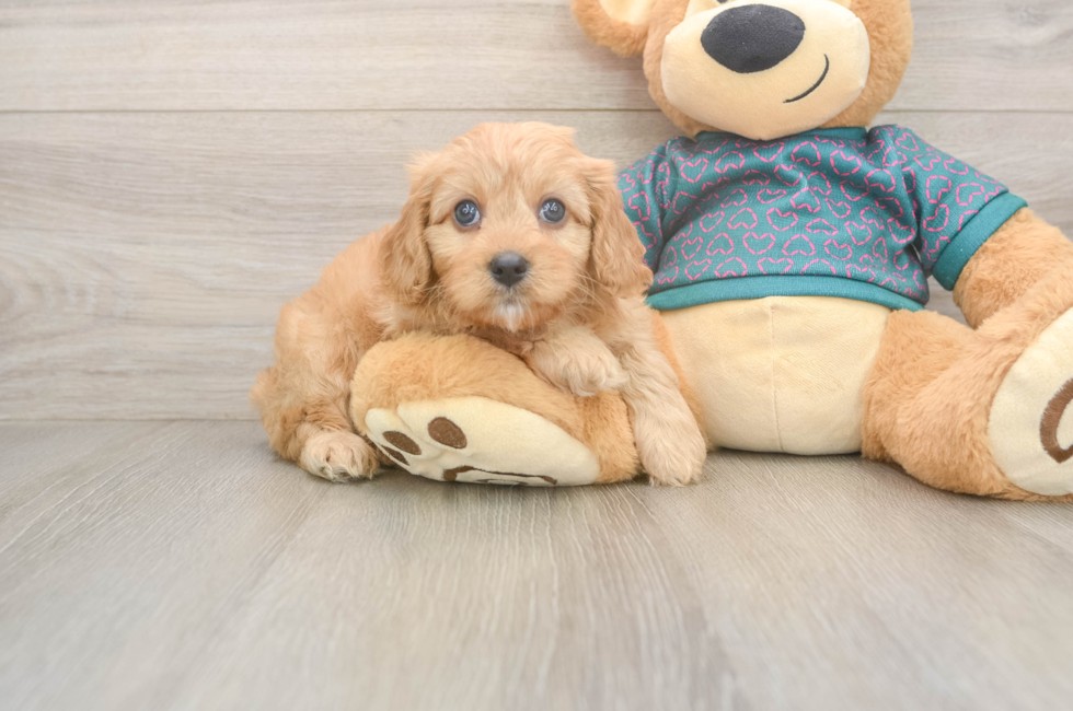 8 week old Cavapoo Puppy For Sale - Lone Star Pups