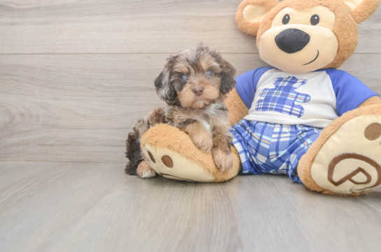 5 week old Cavapoo Puppy For Sale - Lone Star Pups Happy Cavapoo Baby