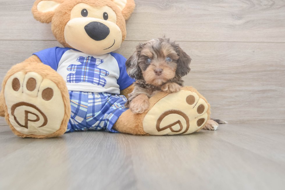 Cavapoo Puppy for Adoption