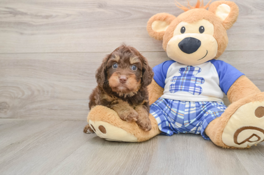 Best Cavapoo Baby