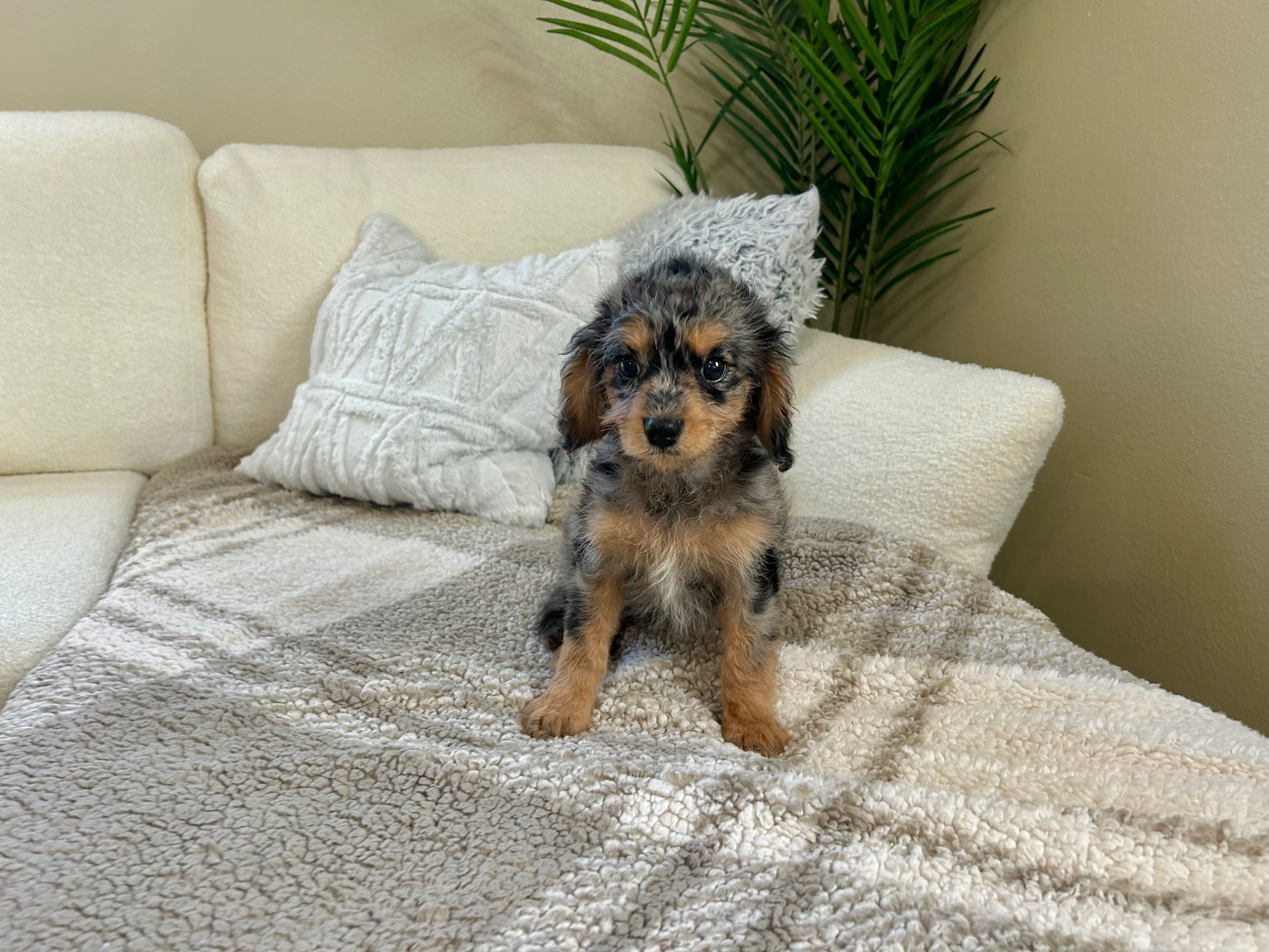 Cute Cavapoo Baby