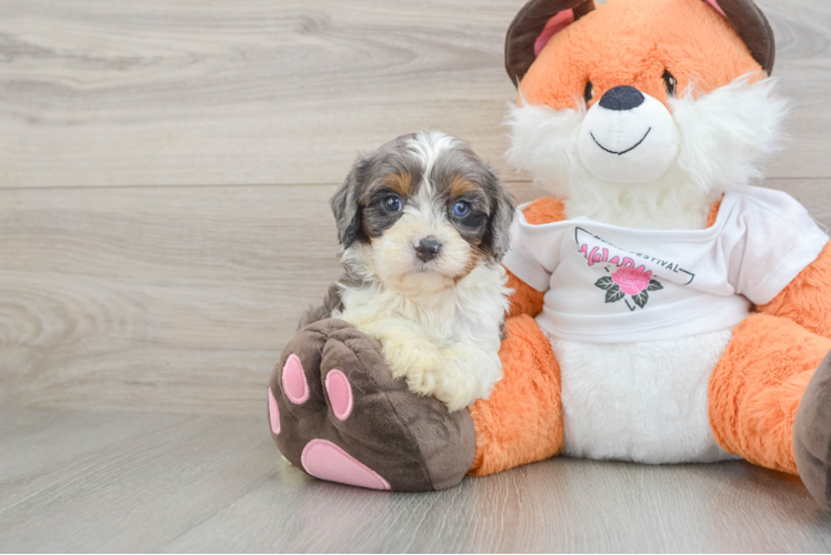 Happy Cavapoo Baby