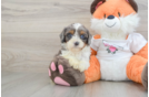 Happy Cavapoo Baby