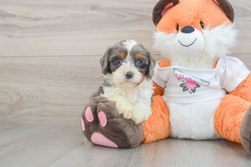 Happy Cavapoo Baby