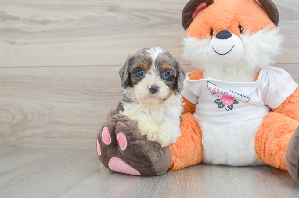 6 week old Cavapoo Puppy For Sale - Lone Star Pups