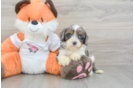 Best Cavapoo Baby