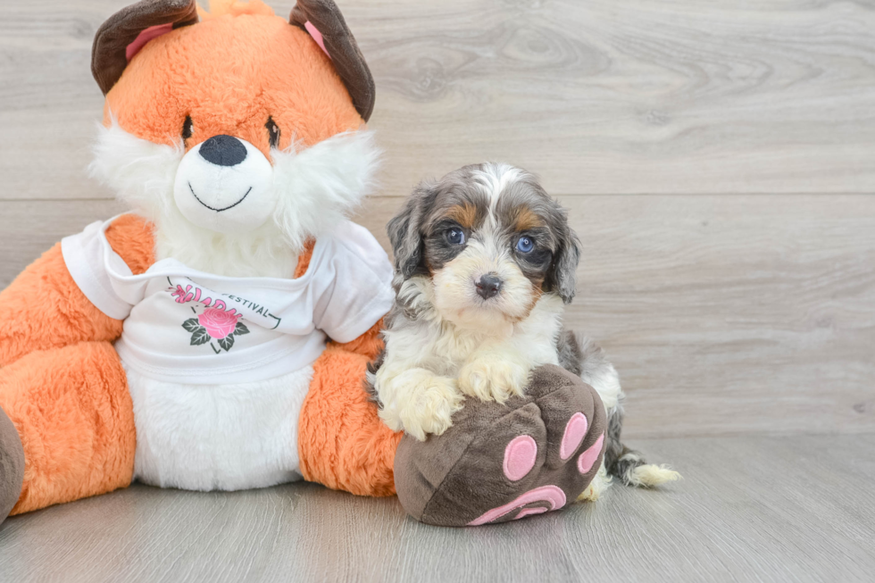 Best Cavapoo Baby
