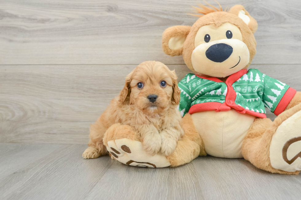 5 week old Cavapoo Puppy For Sale - Lone Star Pups