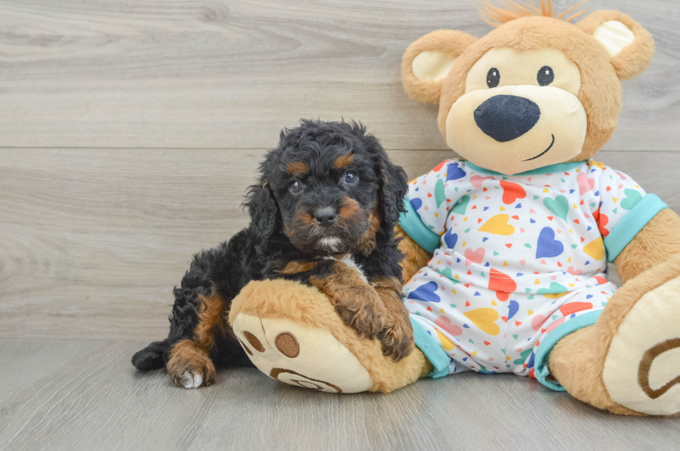 6 week old Cavapoo Puppy For Sale - Lone Star Pups