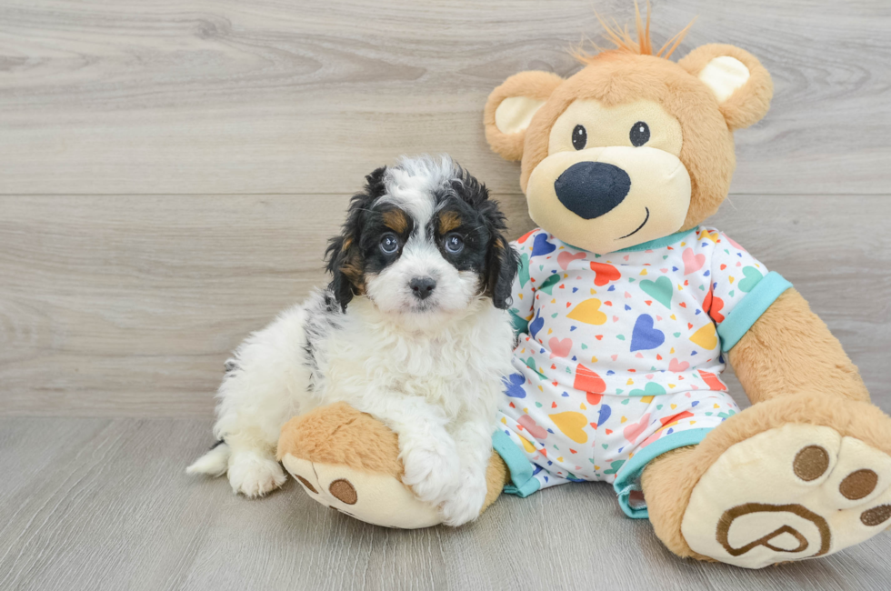 7 week old Cavapoo Puppy For Sale - Lone Star Pups