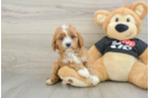 Cavapoo Pup Being Cute