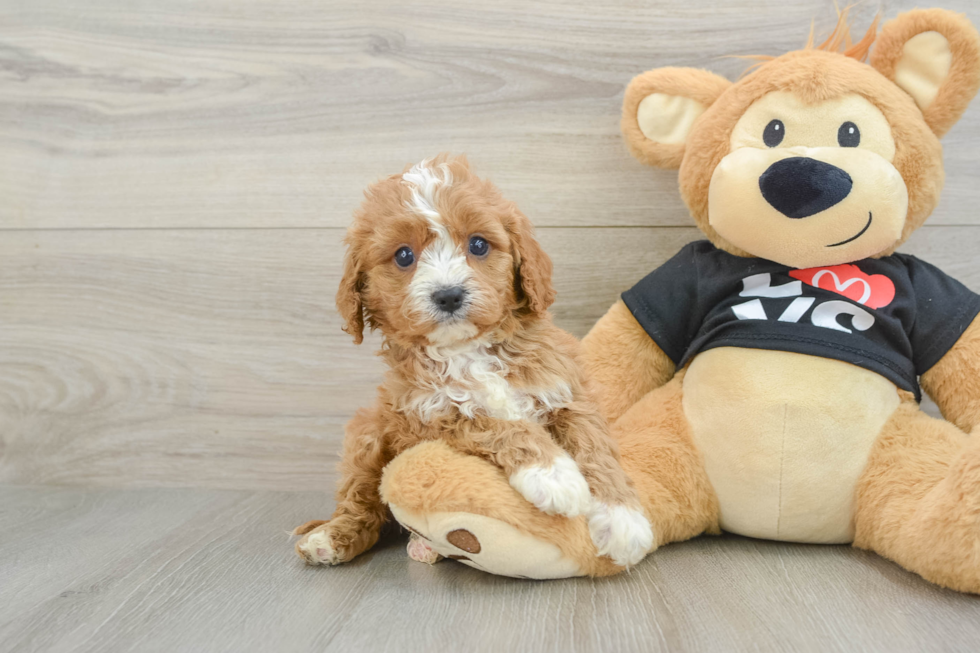 Cavapoo Pup Being Cute