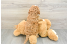 Cavapoo Puppy for Adoption