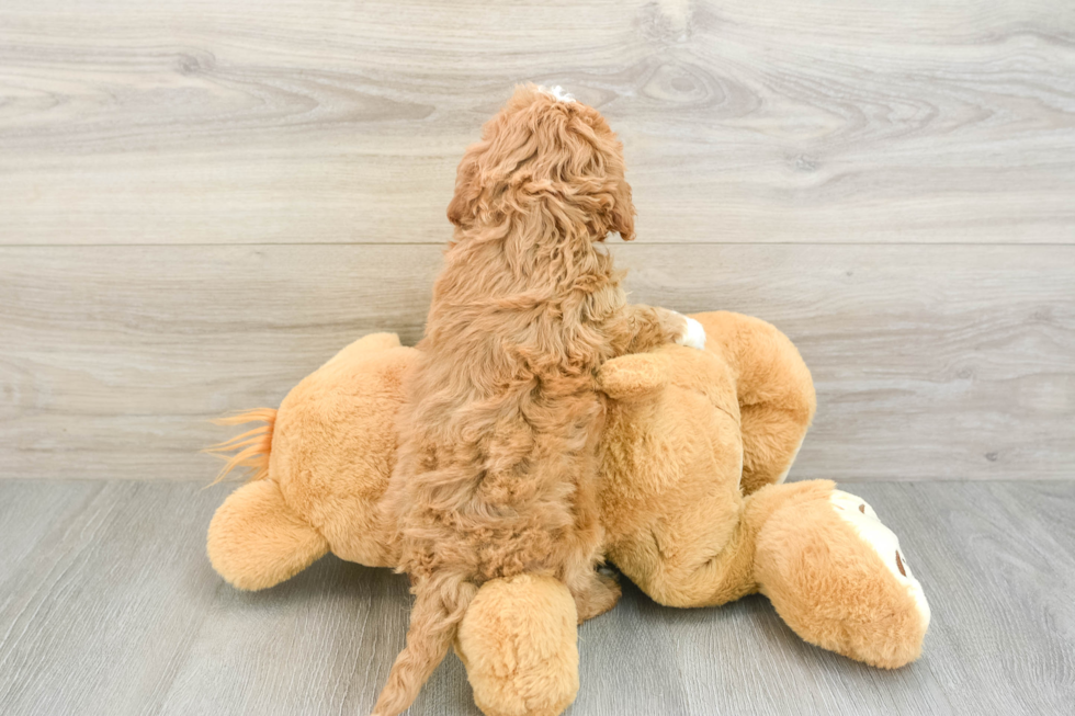 Cavapoo Puppy for Adoption