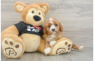 Best Cavapoo Baby