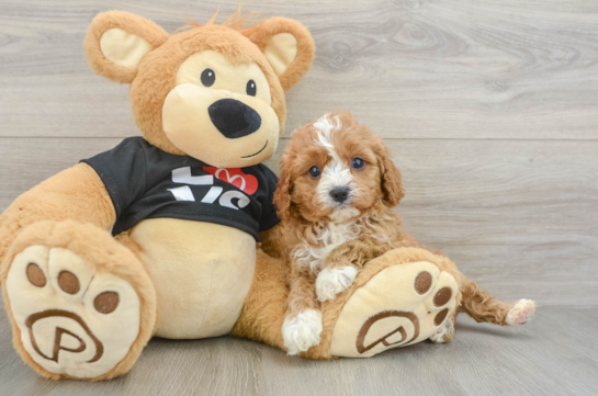 Best Cavapoo Baby