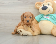 9 week old Cavapoo Puppy For Sale - Lone Star Pups