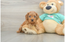 Hypoallergenic Cavadoodle Poodle Mix Puppy
