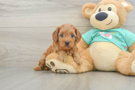 Hypoallergenic Cavadoodle Poodle Mix Puppy