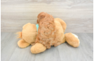 Cavapoo Pup Being Cute