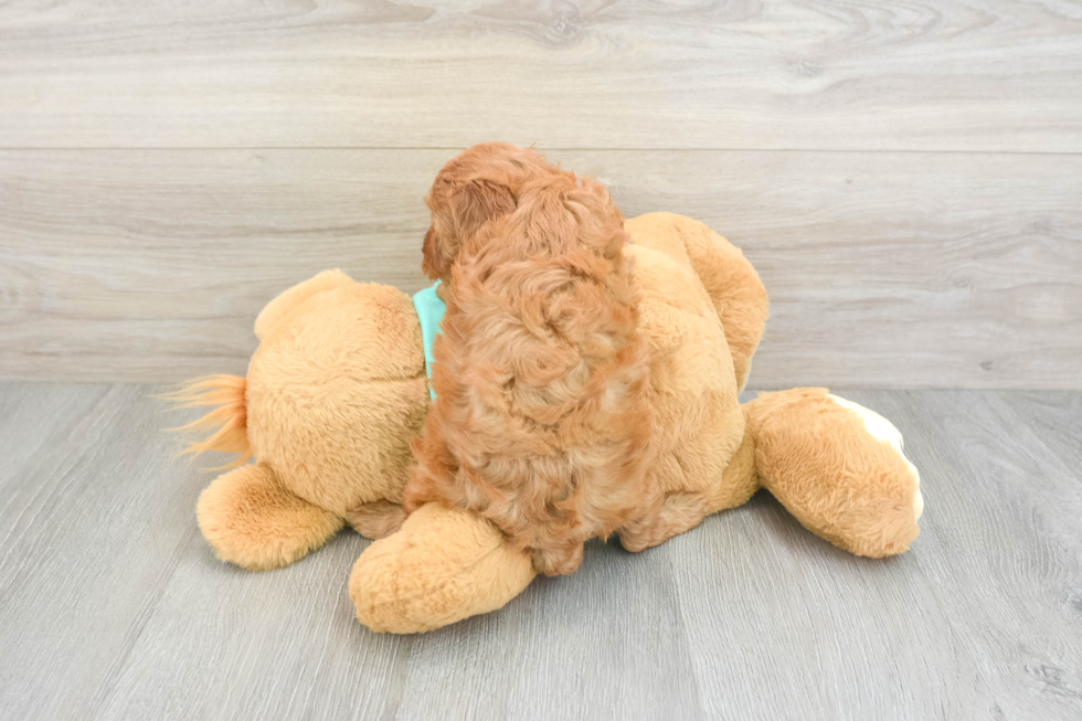 Cavapoo Pup Being Cute