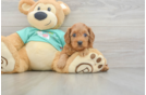 Cavapoo Puppy for Adoption