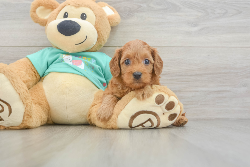 Cavapoo Puppy for Adoption