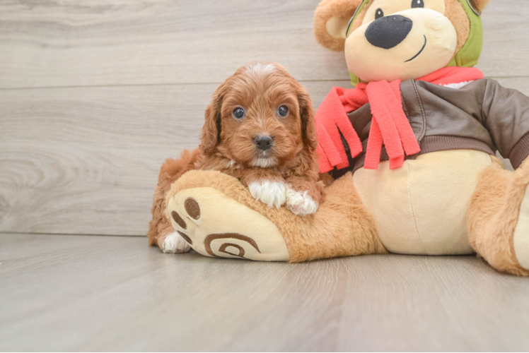 Friendly Cavapoo Baby