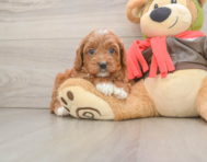 7 week old Cavapoo Puppy For Sale - Lone Star Pups