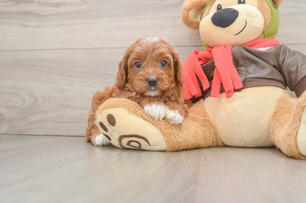 6 week old Cavapoo Puppy For Sale - Lone Star Pups
