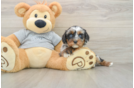 Cavapoo Puppy for Adoption