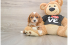Funny Cavapoo Poodle Mix Pup