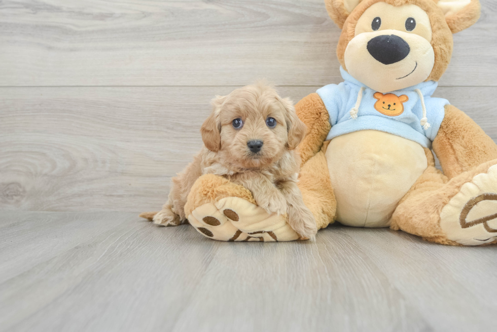 Cute Cavapoo Happy: 4lb 6oz Doodle Puppy