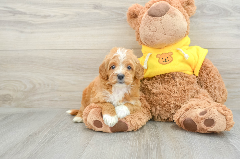 5 week old Cavapoo Puppy For Sale - Lone Star Pups