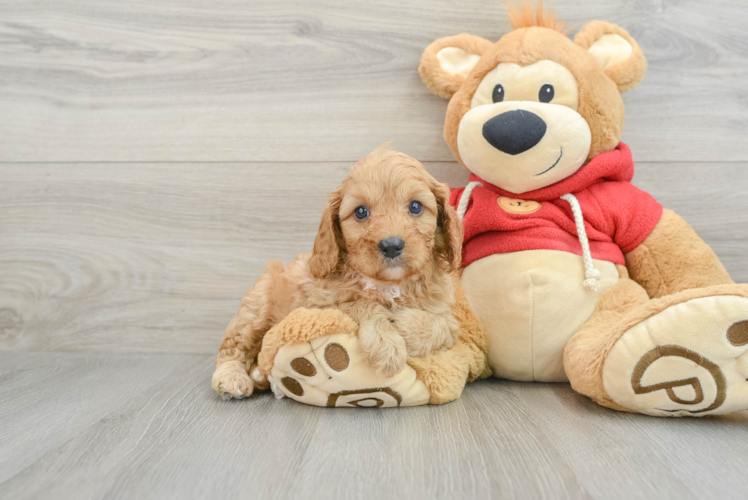 Petite Cavapoo Poodle Mix Pup