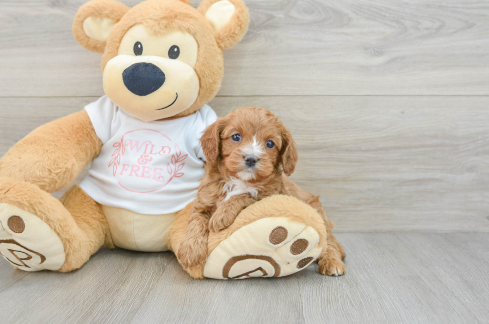 6 week old Cavapoo Puppy For Sale - Lone Star Pups