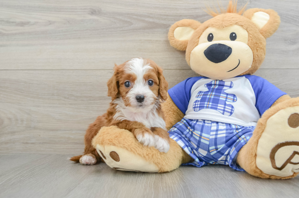 6 week old Cavapoo Puppy For Sale - Lone Star Pups