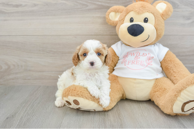 Cavapoo Pup Being Cute